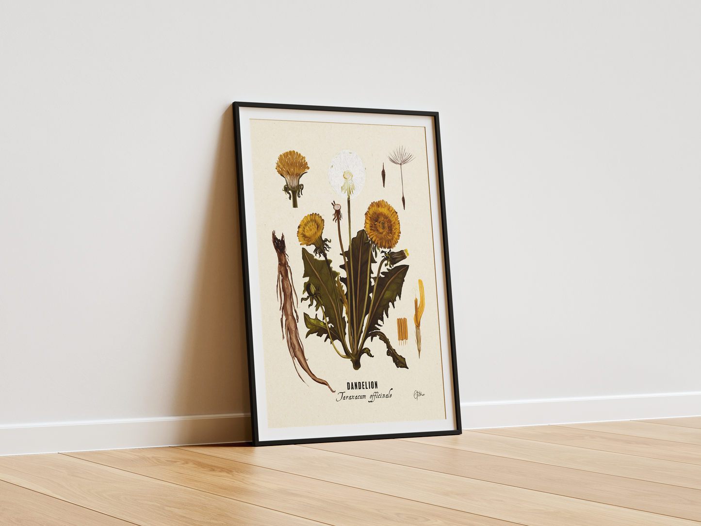 Dandelion | Botanical Illustration | Art Print