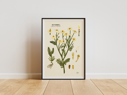 Chamomile | Botanical Illustration | Art Print