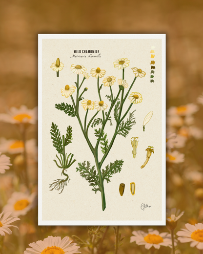 Chamomile | Botanical Illustration | Art Print