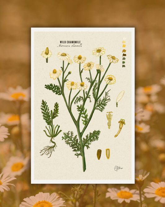 Chamomile | Botanical Illustration | Art Print