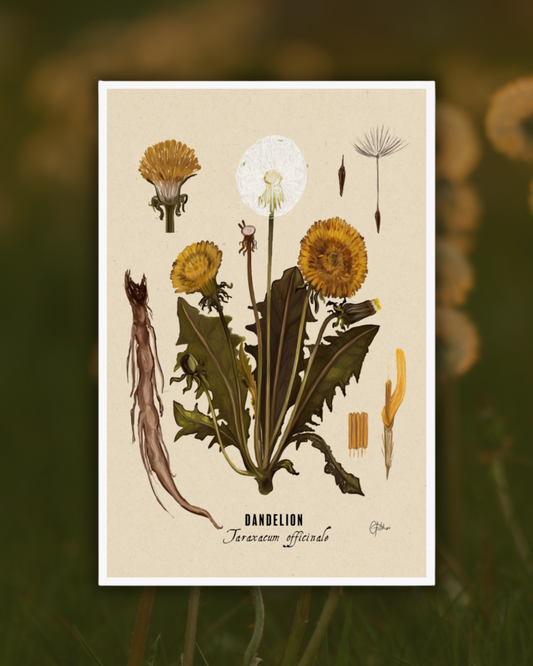 Dandelion | Botanical Illustration | Art Print
