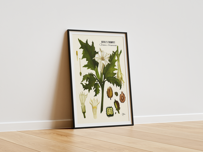 Devil's Trumpet | Botanical Illustration | Art Print