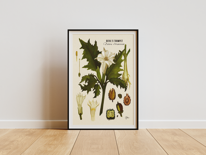 Devil's Trumpet | Botanical Illustration | Art Print