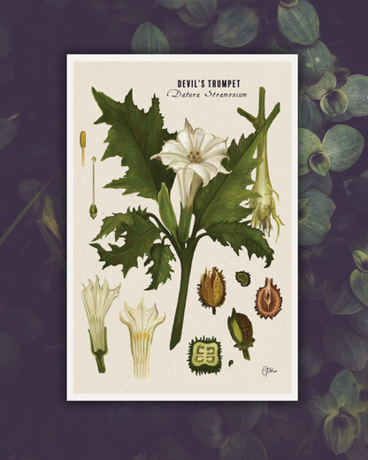 Devil's Trumpet | Botanical Illustration | Art Print