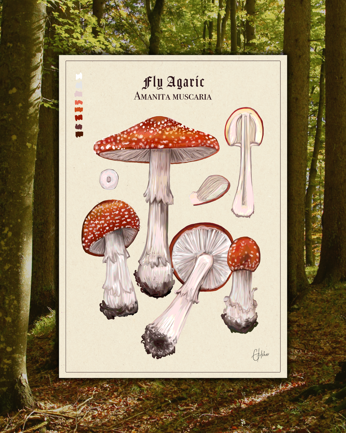 Fly Agaric | Botanical Illustration | Art Print
