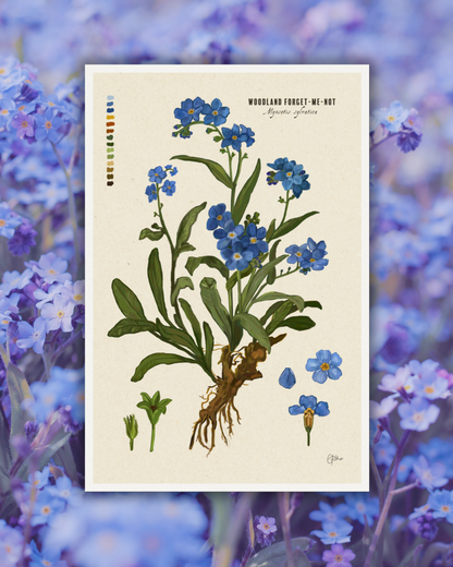 Woodland Forget-me-nots | Botanical Illustration | Art Print
