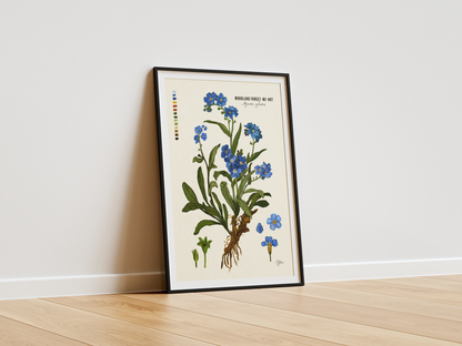 Woodland Forget-me-nots | Botanical Illustration | Art Print