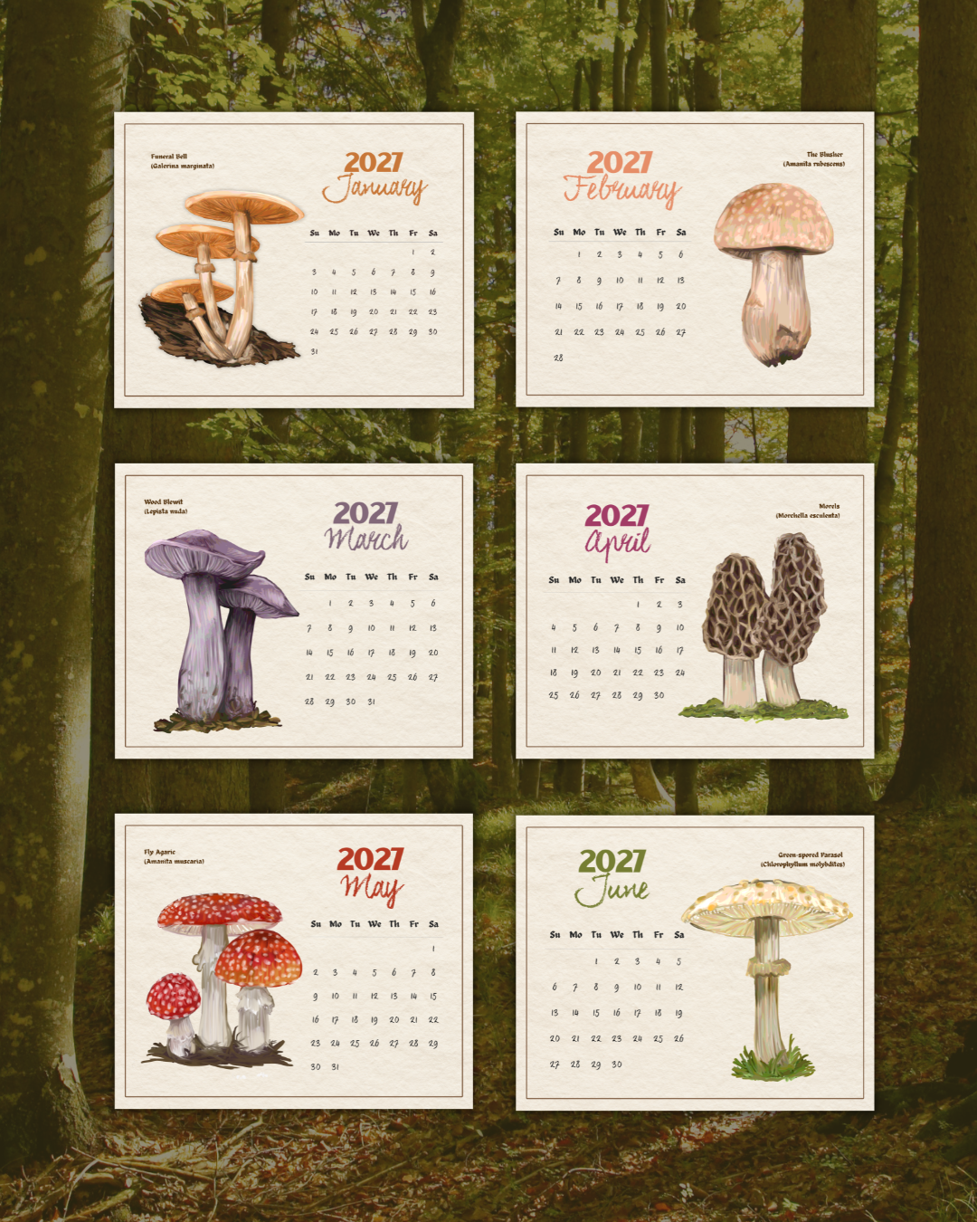 2027 Fungi of Southern Africa Wall Calendar | Fungi Illustrations