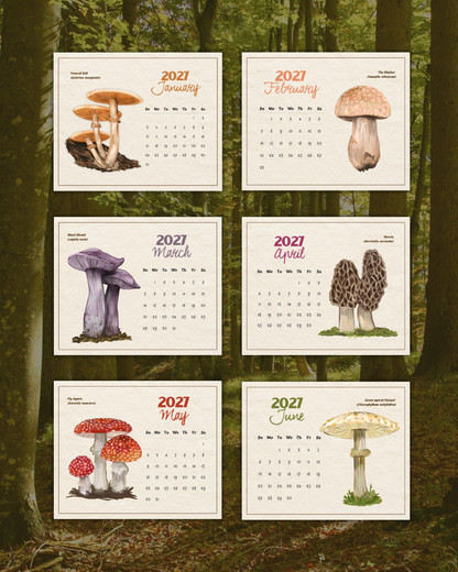 2027 Fungi of Southern Africa Wall Calendar | Fungi Illustrations