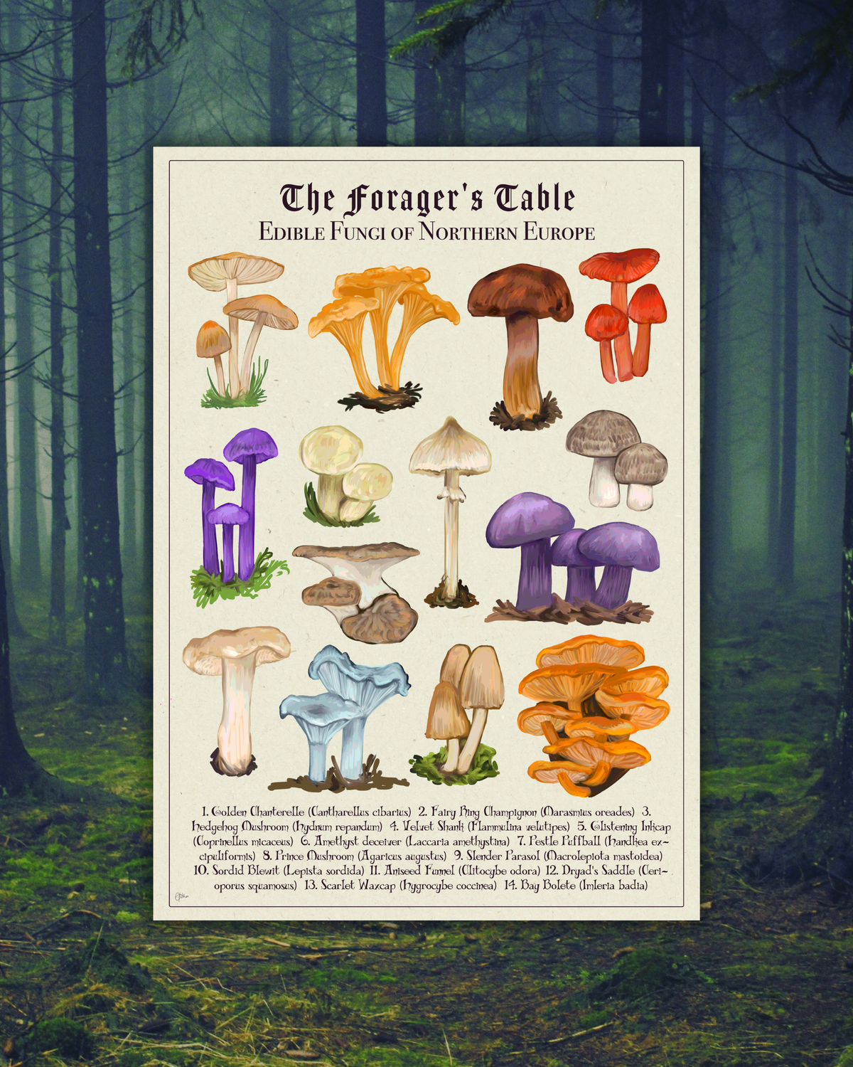 The Forager's Table: Edible Fungi of Northern Europe | Botanical Illustration | Art Print