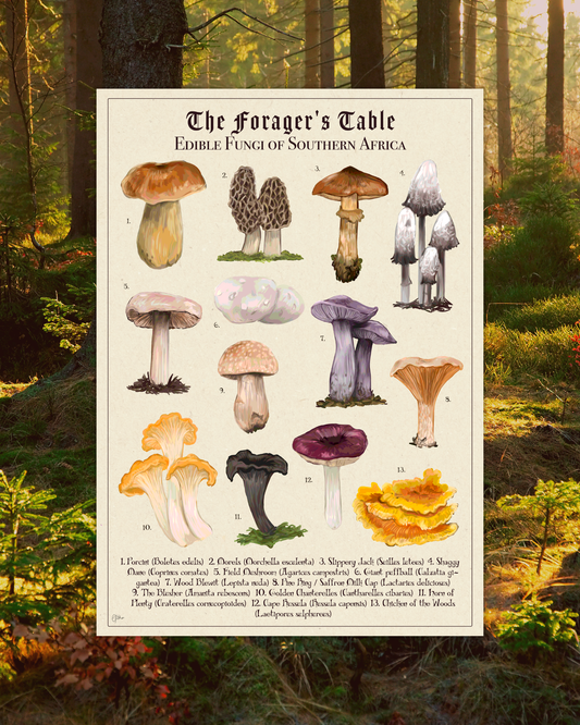 The Forager's Table: Edible Fungi of Southern Africa | Botanical Illustration | Art Print
