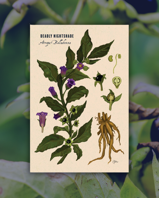 Deadly Nightshade | Botanical Illustration | Art Print
