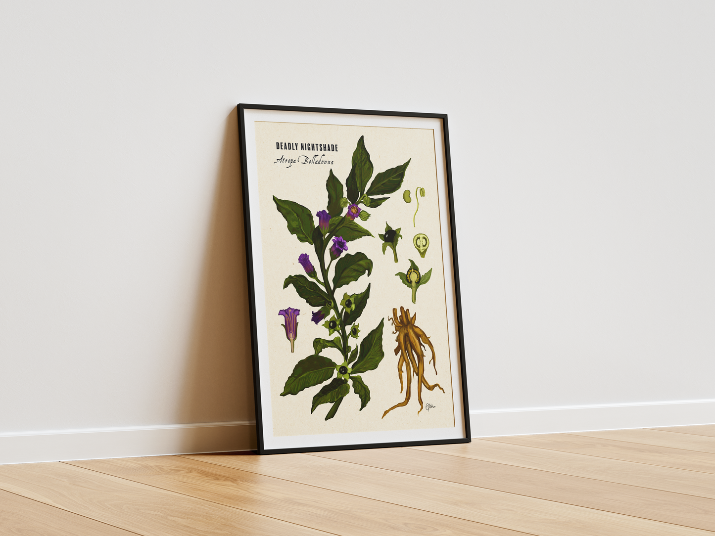 Deadly Nightshade | Botanical Illustration | Art Print