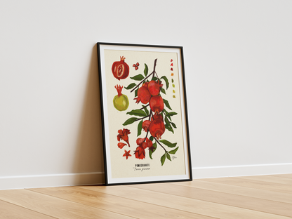 Pomegranate | Botanical Illustration | Art Print