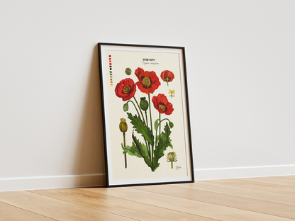 Opium Poppy | Flower Botanical Illustration | Art Print