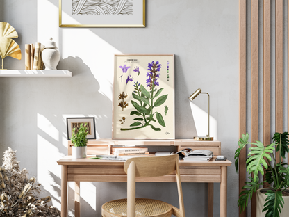 Common Sage | Botanical Illustration | Art Print