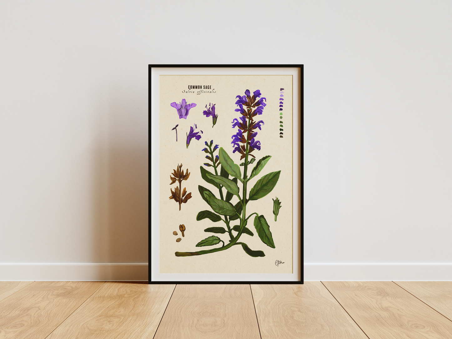 Common Sage | Botanical Illustration | Art Print