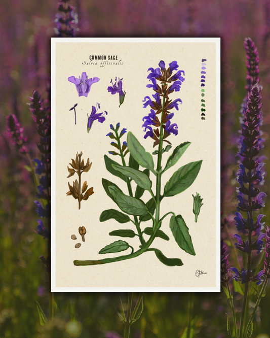 Common Sage | Botanical Illustration | Art Print