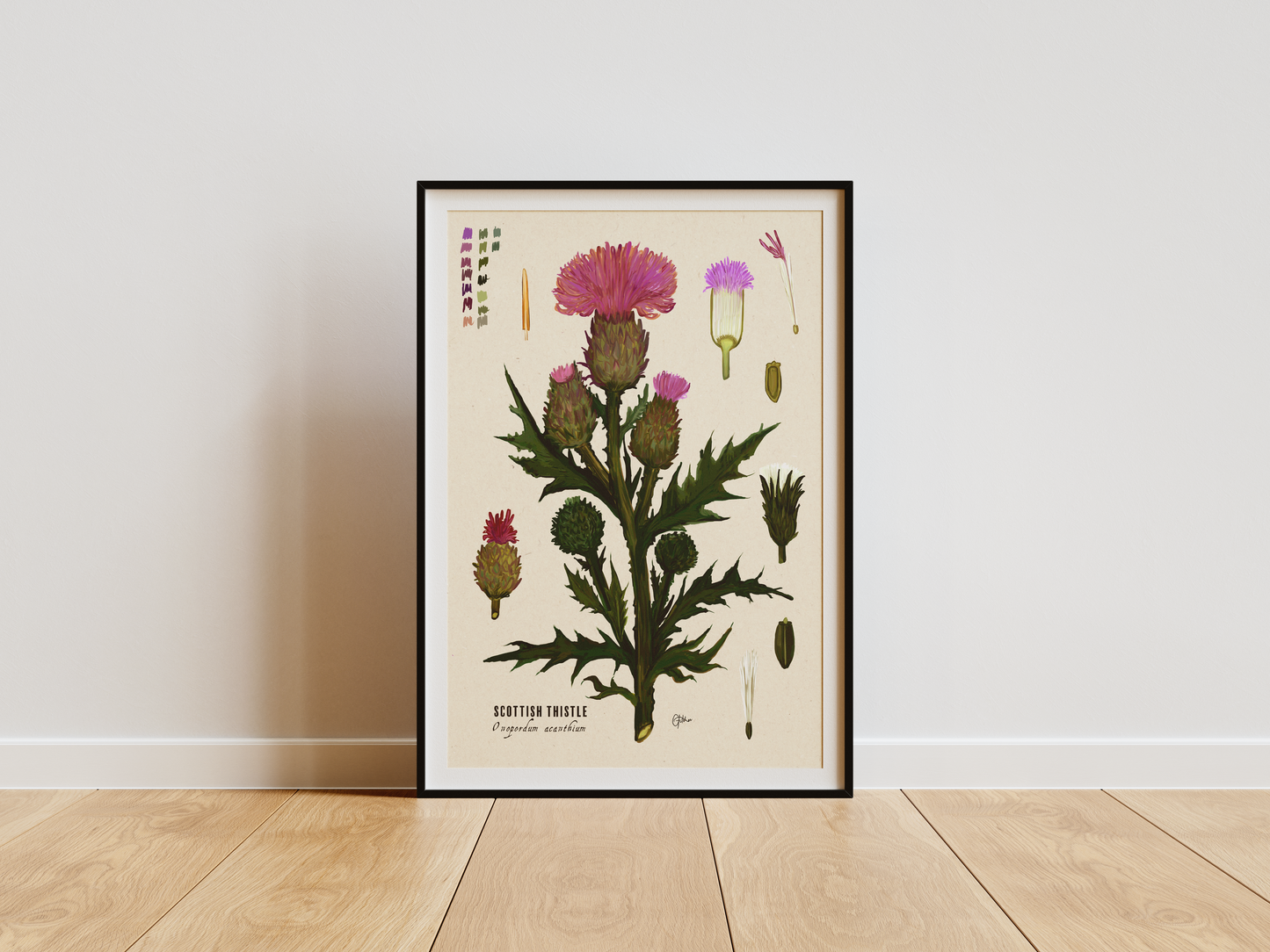 Scottish Thistle | Botanical Illustration | Art Print