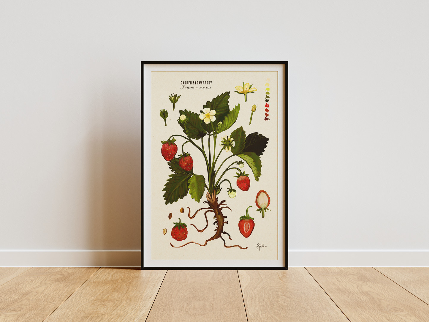 Garden Strawberry | Botanical Illustration | Art Print