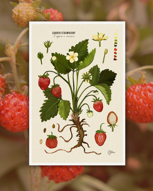Garden Strawberry | Botanical Illustration | Art Print