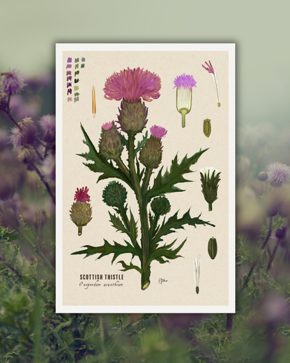 Scottish Thistle | Botanical Illustration | Art Print