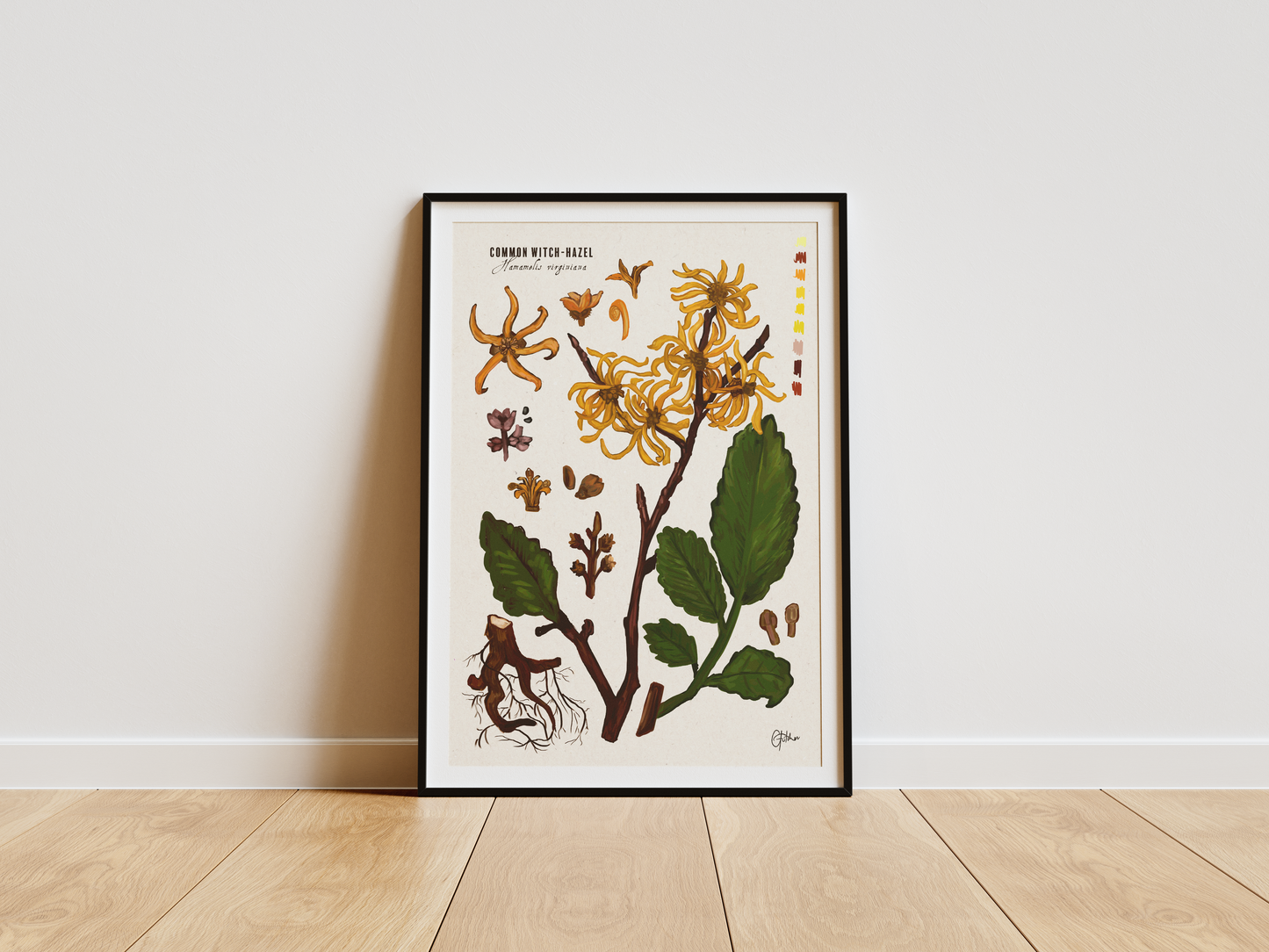 Common Witch-Hazel | Botanical Illustration | Art Print