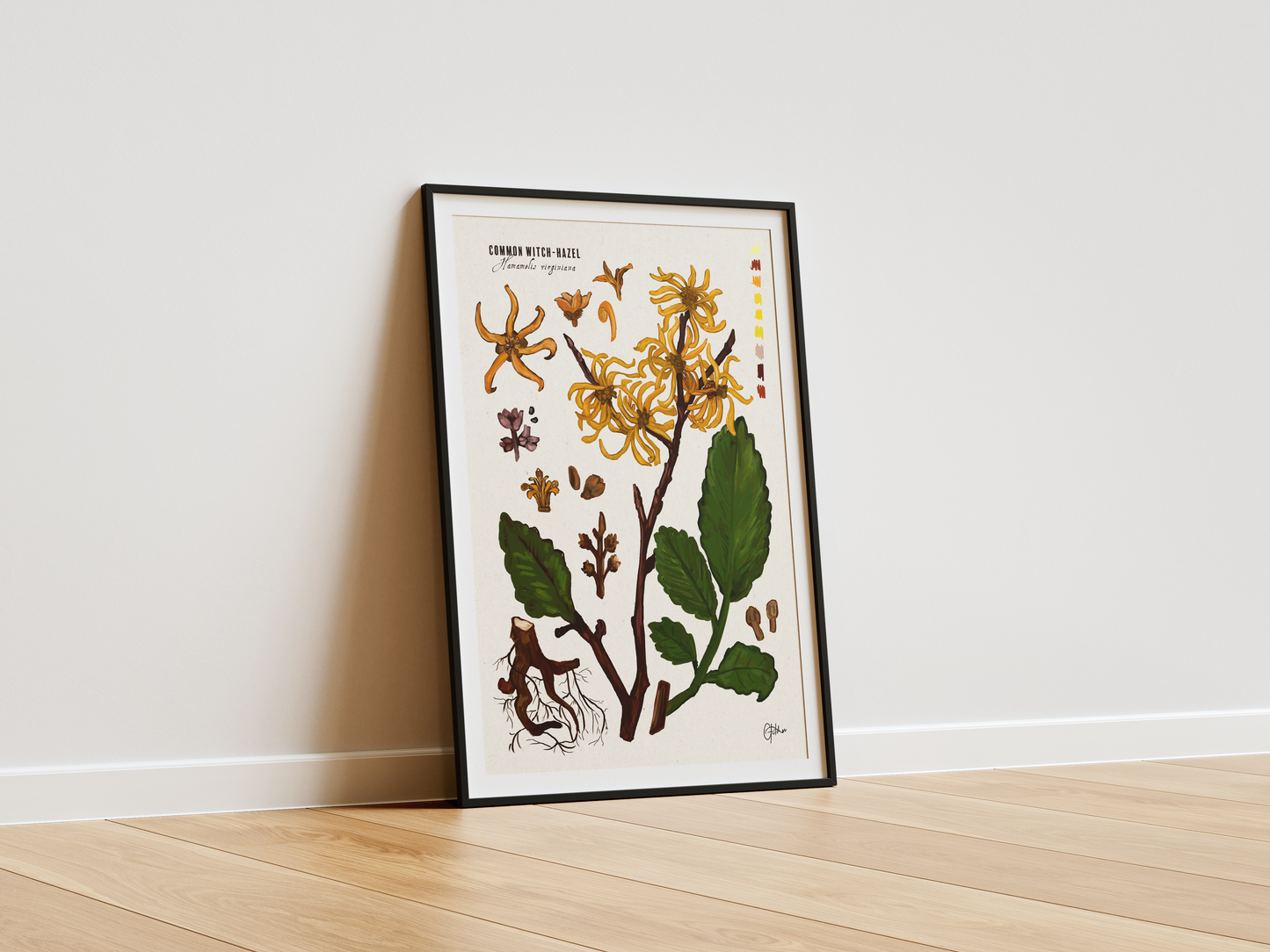 Common Witch-Hazel | Botanical Illustration | Art Print
