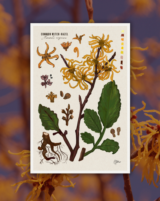 Common Witch-Hazel | Botanical Illustration | Art Print