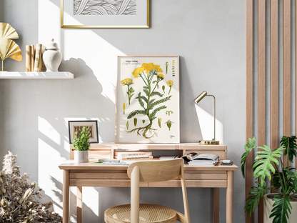 Golden Yarrow | Botanical Illustration | Art Print