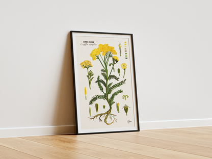Golden Yarrow | Botanical Illustration | Art Print