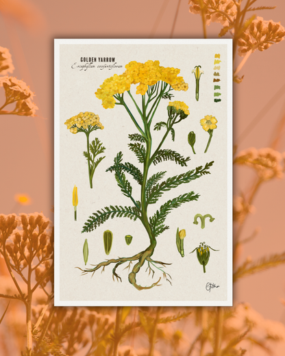 Golden Yarrow | Botanical Illustration | Art Print