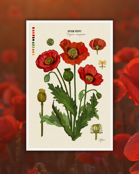 Opium Poppy | Flower Botanical Illustration | Art Print